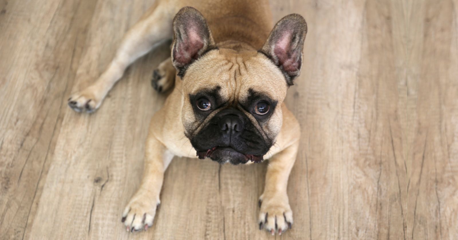 How to Remove Pet Stains on Hardwood Floors Featured