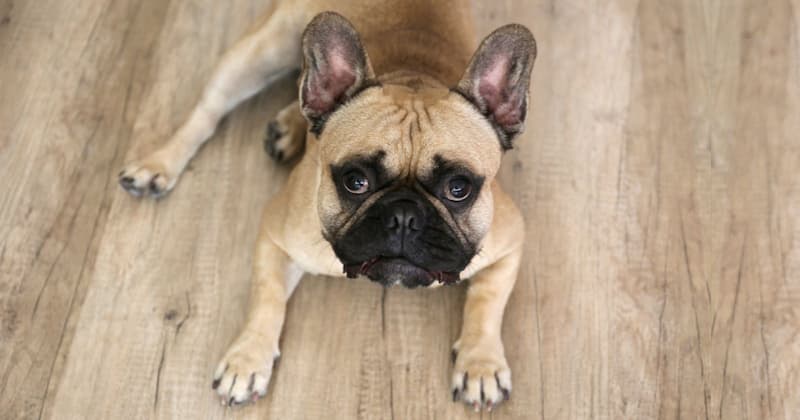 How To Remove Pet Stains On Hardwood Floors